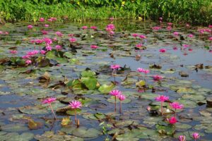 Nymphaea sp. — Teratai at river (google.com)