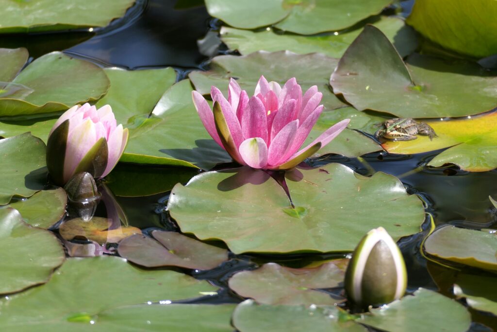 Nymphaea sp. — Teratai (mucilove via pexels)