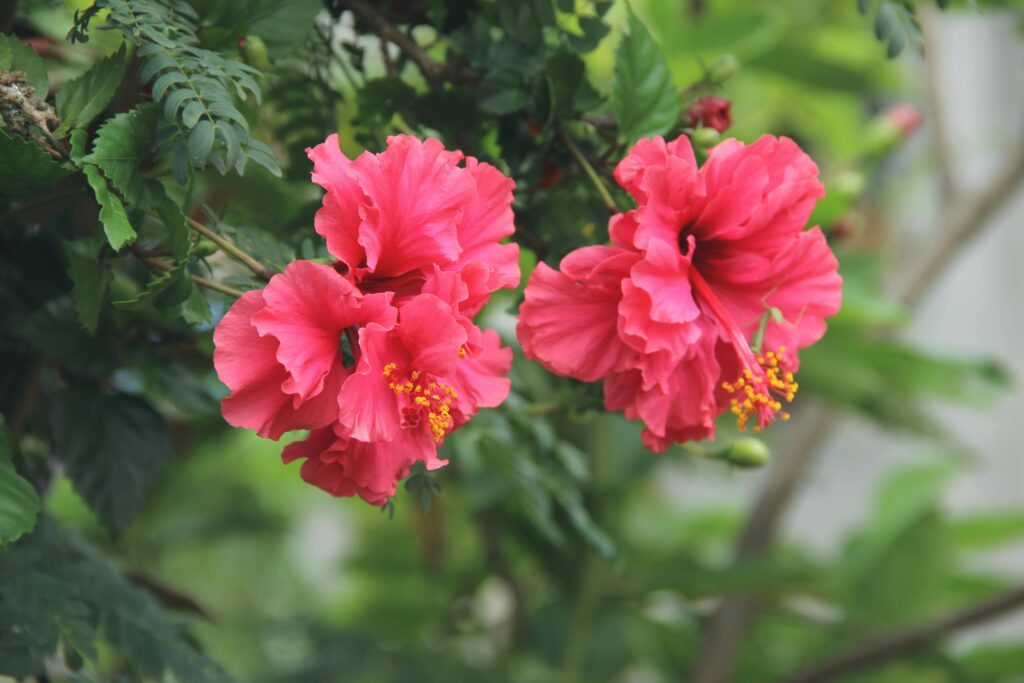 Hibiscus rosa-sinensis — Kembang Sepatu (nitin via pexels)