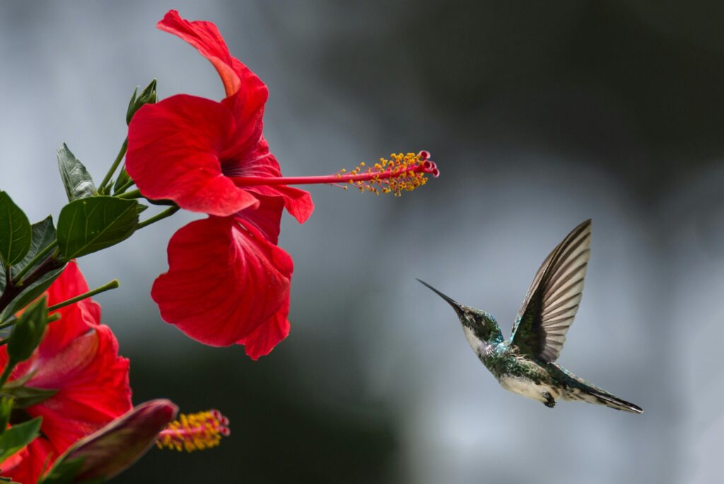 Hibiscus rosa-sinensis — Kembang Sepatu (philipp via pexels)