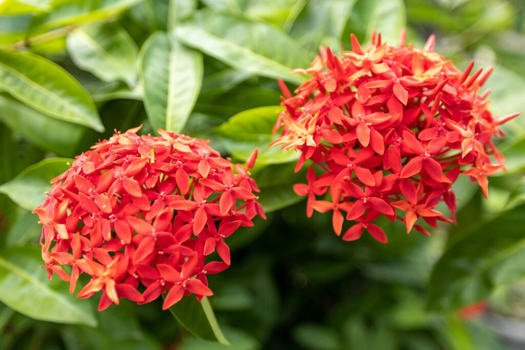 Ixora coccinea L. — Bunga Soka (sergk via pexels) Ixora coccinea L. — Bunga Soka (sergk via pexels)