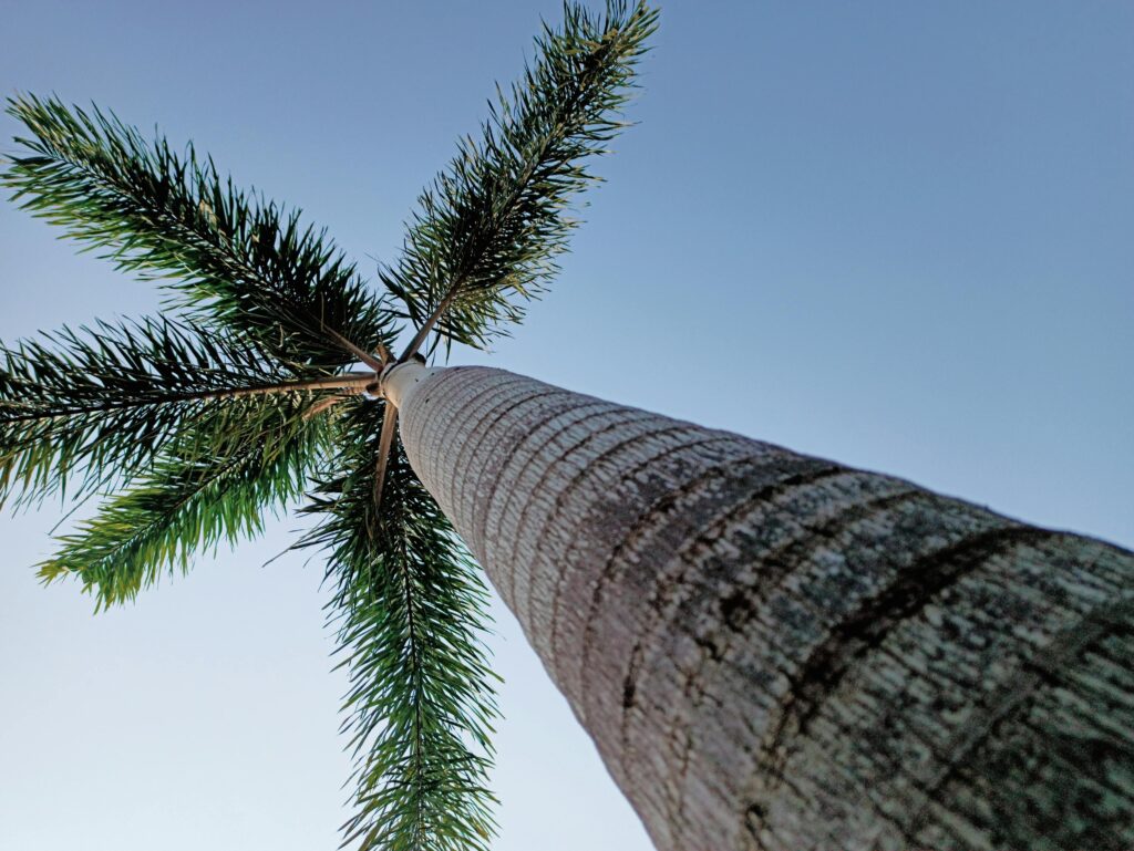 Roystonea regia — Pohon Palem Raja (sukhpal via pexels)