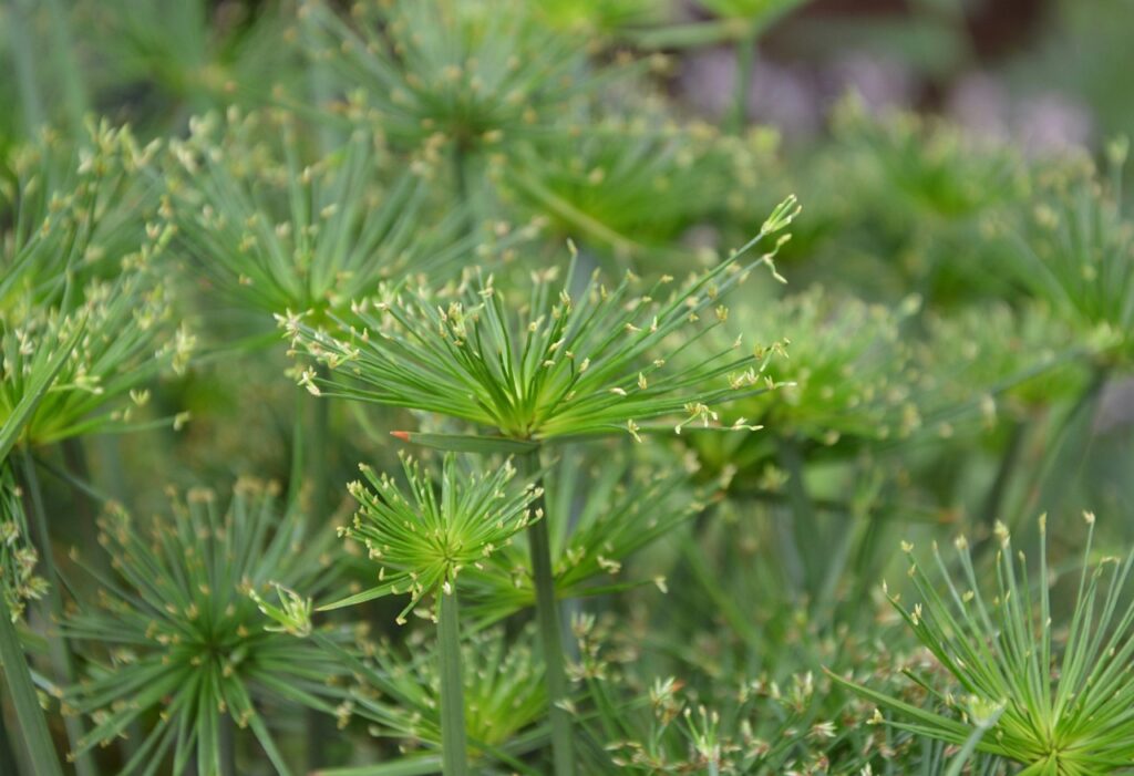 plant, plants, cyperus papyrus-2761545.jpg