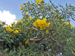 Handroanthus chrysotrichus — Tabebuia Kuning